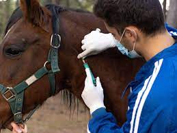 Uruguai registra primeiro caso de encefalomielite equina em ser humano