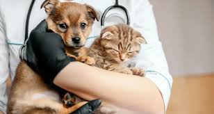 Programa de castração animal gratuita no distrito federal abre inscrições com vagas limitadas