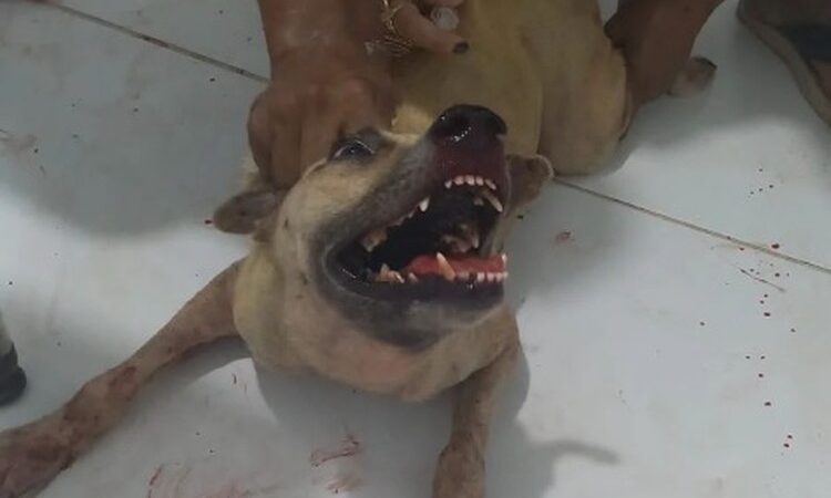 Caos e sofrimento: Fogos de artifício com estampido desencadeiam pânico entre cães de ONG em Maceió