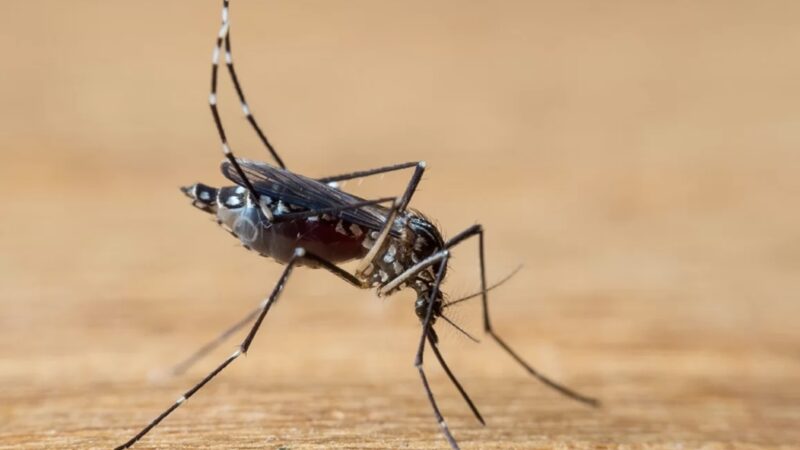 Dengue: casos sobem mais de 300% em 2024. Pico ainda virá, diz Saúde