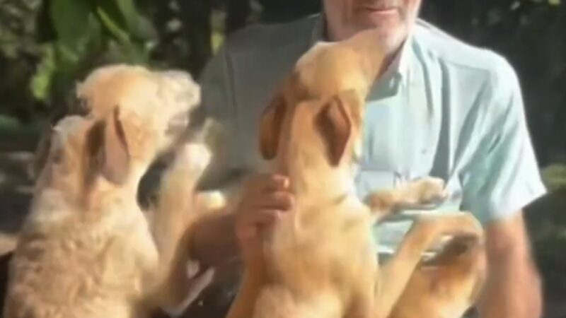 Com dívida de R$105 mil e sem ração, ativista de causa animal faz greve de fome