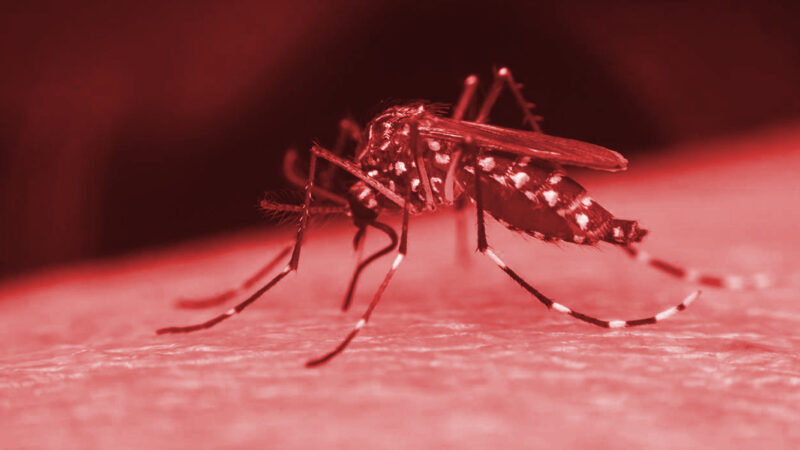 MP do Pilar insta prefeitura a controlar a proliferação do ‘vetor da dengue’