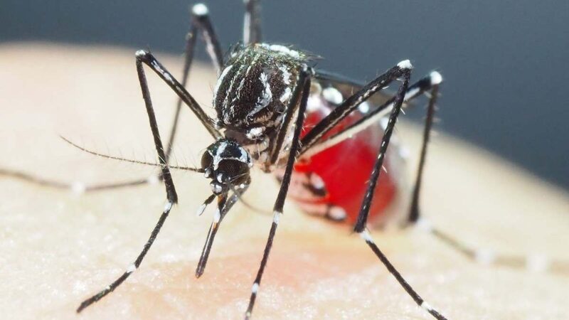 2024 igualou soma de casos de dengue dos últimos 19 Anos no DF