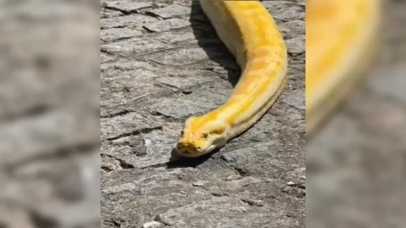 Cobra resgatada em chácara de suspeito de chacina é levada para PB