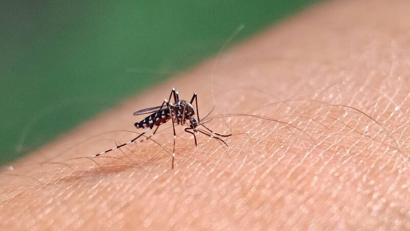 Brasil enfrenta crise com mais de mil mortes por dengue em 2024,