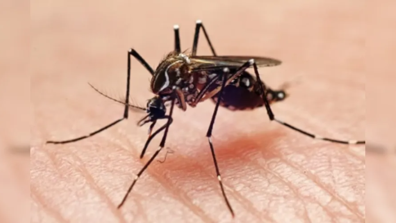 Mulher de Porto de Pedras é mais uma vítima da dengue em Alagoas