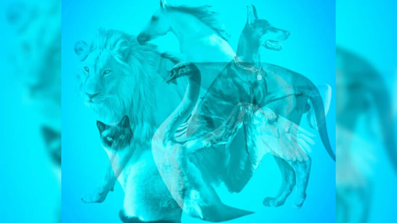 Descubra sua melhor qualidade através do animal que você enxerga primeiro na imagem