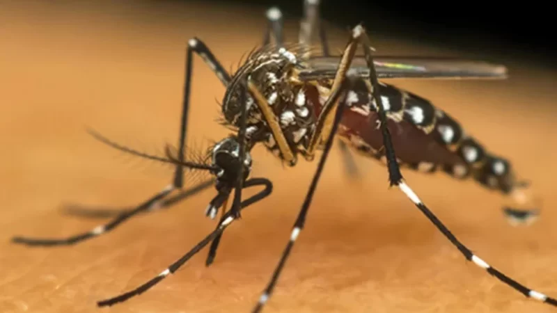 Todos os distritos da cidade de São Paulo estão em epidemia de dengue