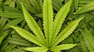 Justiça autoriza uso de remédio à base de maconha para criança autista