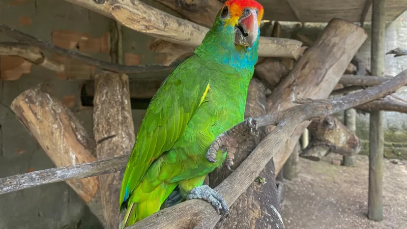 Papagaios ameaçados de extinção chegam a Alagoas