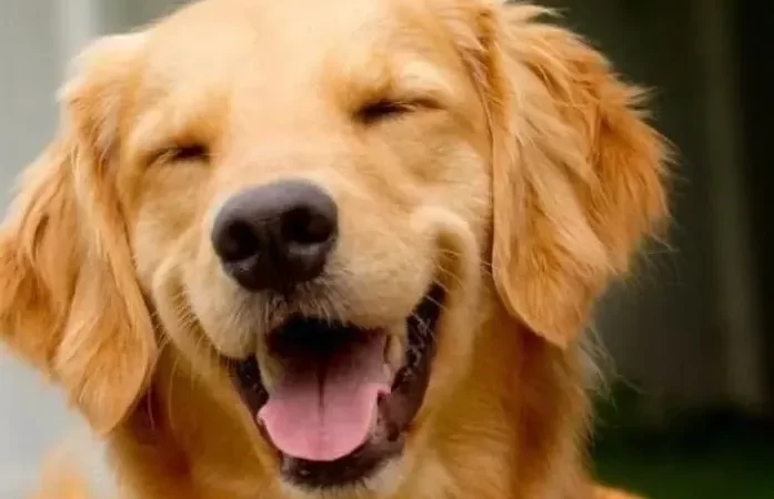 Ministério e ANAC vão investigar morte de cachorro em voo da Gol