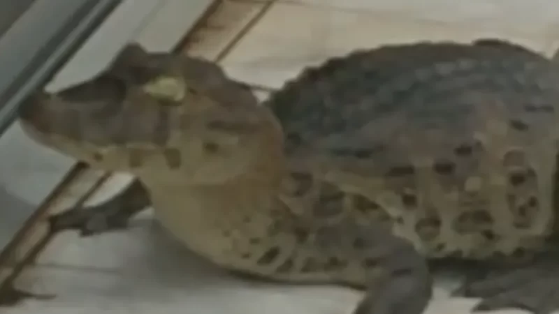 Após fortes chuvas, jacaré aparece em Maceió e é resgatado pelo BPA