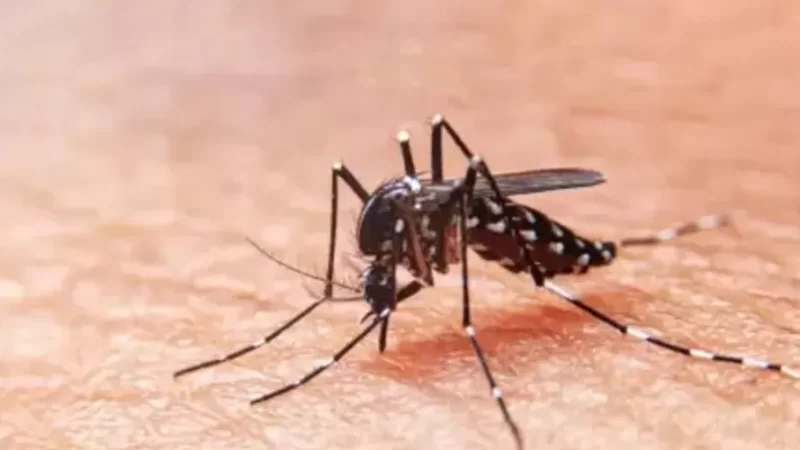 Exame aponta que vírus do tipo 3 da dengue já circula em Alagoas