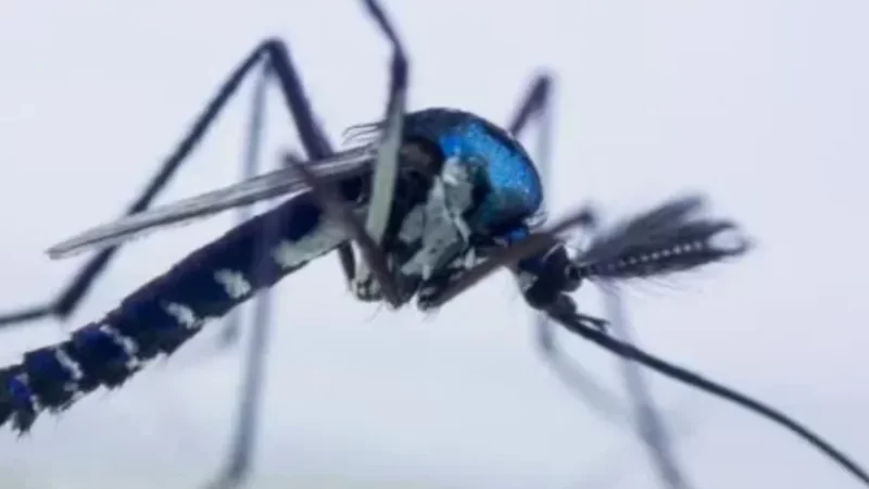 Vírus mayaro e chikungunya são detectados circulando ao mesmo tempo