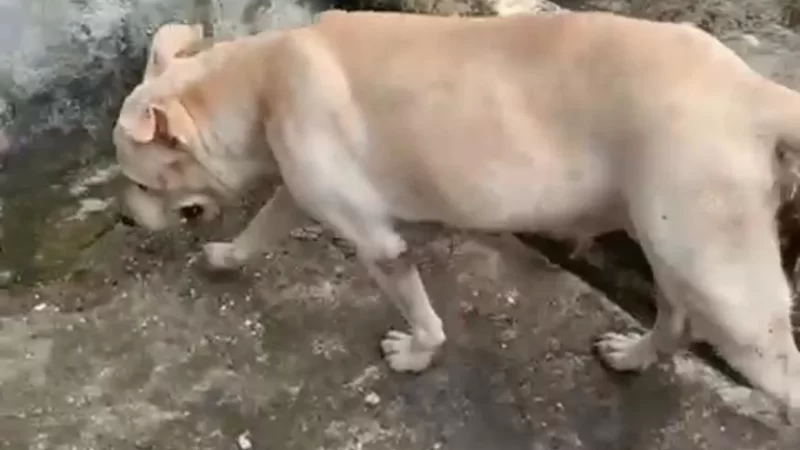 Polícia Civil resgata cadela da raça pitbull após denúncias de abandono