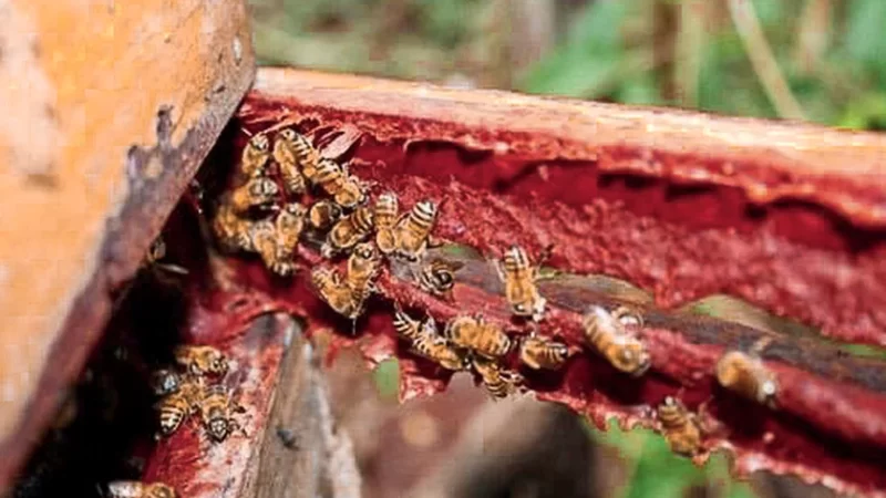 Uniprópolis Alagoas faz chamamento para processo seletivo