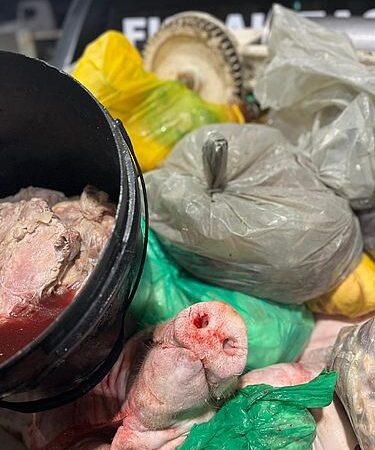 Abatedouro clandestino é embargado e responsáveis autuados por irregularidades em Arapiraca