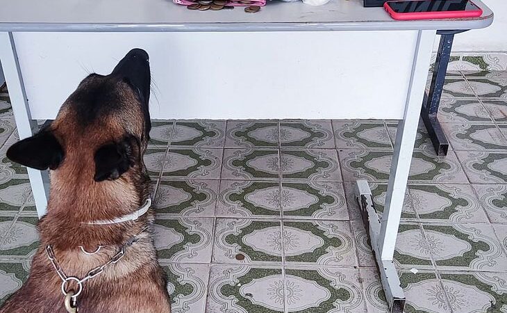 Homem é preso após cão farejador encontrar cocaína e maconha em Arapiraca