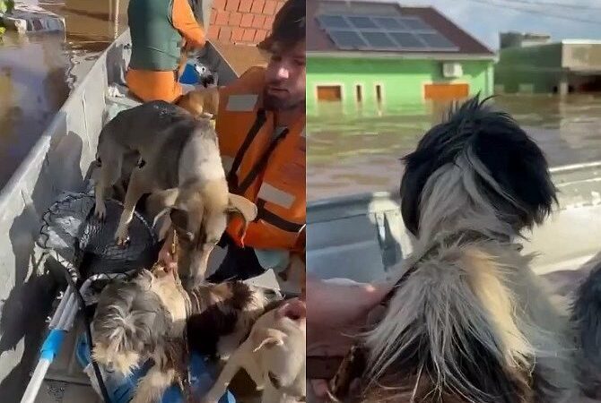 Mais de 6.000 animais são resgatados em áreas inundadas no RS