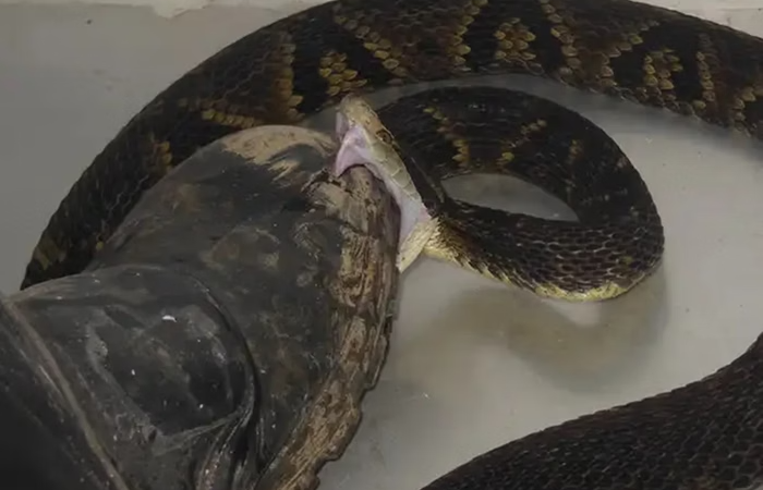 O pesquisador brasileiro que pisou em cobras para estudar suas picadas
