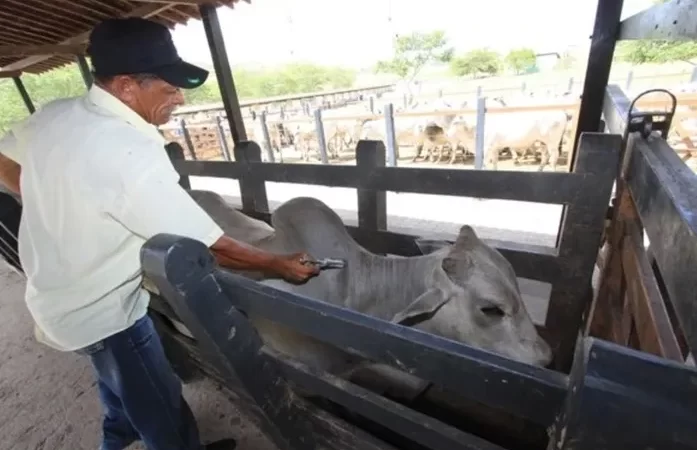 Criadores de Alagoas batem meta de declaração da vacinação da aftosa
