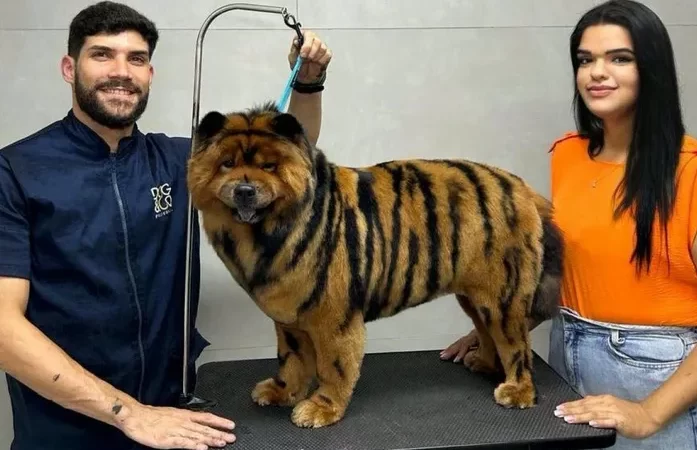 Alagoas registra crescimento de 71% em empresas voltadas para o mercado de animais domésticos