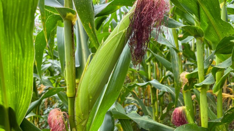 Agricultora comemora colheita de milho verde com sementes doadas pelo Planta Alagoas