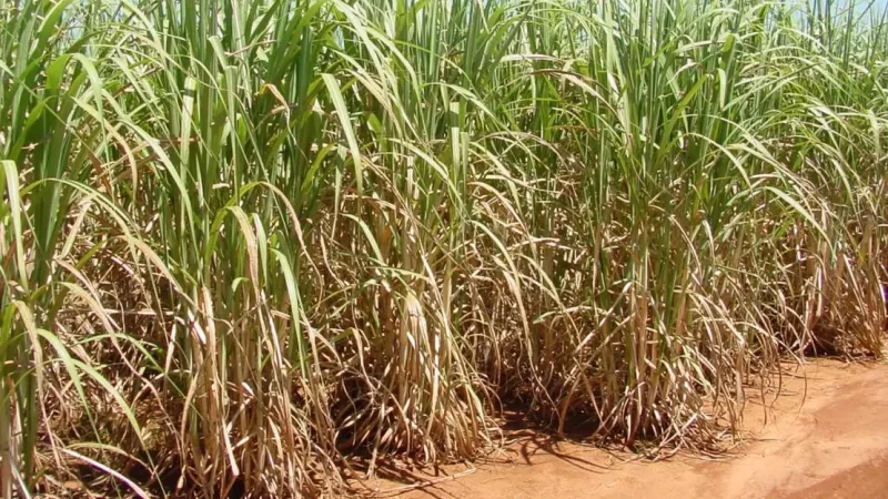 Corpos são encontrados com mãos amarradas e várias marcas de tiros em São Sebastião