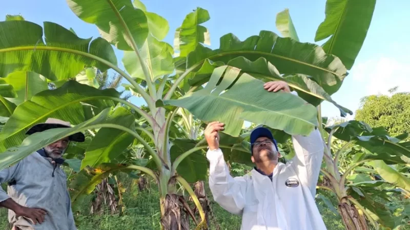 Força-tarefa busca focos da doença Sigatoka Negra em Alagoas