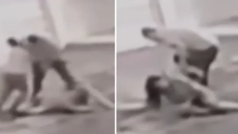 Homem chuta esposa e filho de 8 anos tenta impedir agressão