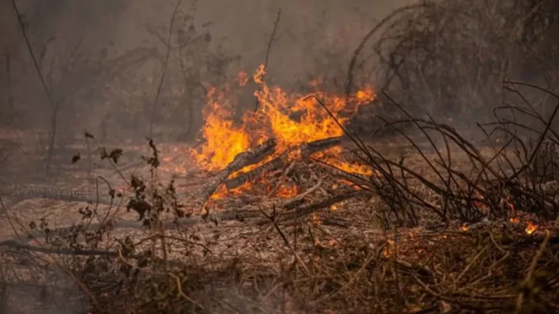Pantanal tem recorde histórico de fogo no 1º semestre