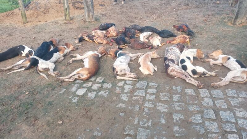 Sequência de mortes de animais preocupa autoridades e moradores de Pindoba