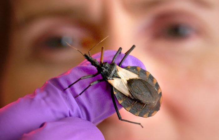 Alagoas está entre os estados do NE com menos casos de doença de Chagas
