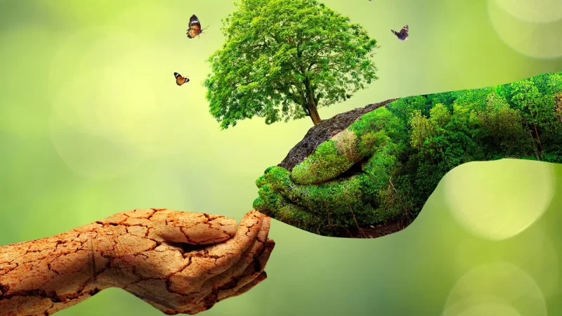 Prefeitura de Palmeira dos Índios realiza II Festival do Meio Ambiente nesta quarta feira (05)