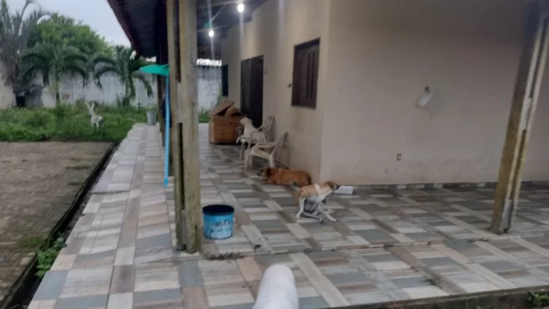 Protetora de animais precisa de ajuda para manter abrigo e tratamento de gatos e cachorros em Arapiraca