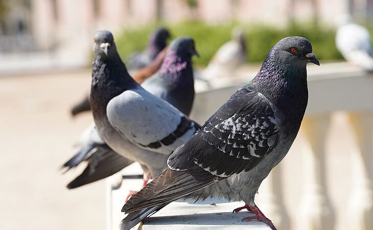 Como pássaros, queijos e vinhos podem causar doenças pulmonares