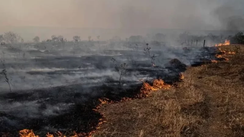 Área queimada no Pantanal na última semana é 2 vezes o tamanho de BH