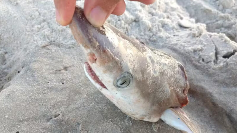 Cocaína é achada em músculos e fígados de tubarões mortos em águas brasileiras