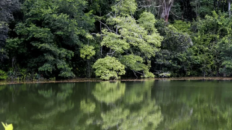 Devastação da Mata Atlântica em Alagoas cresce 38,8% em um ano