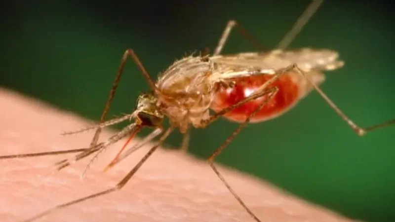 Dois casos de malária são identificados no Porto de Santos