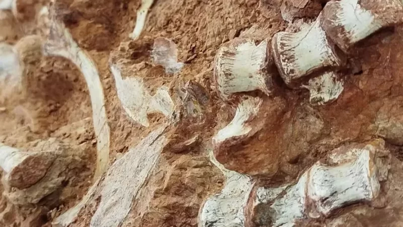 Fóssil de dinossauro é encontrado após ação das chuvas em enchente no RS