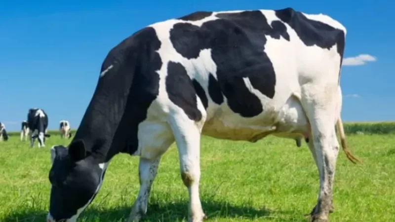 Homem morre após levar coice de vaca que havia acabado de dar à luz