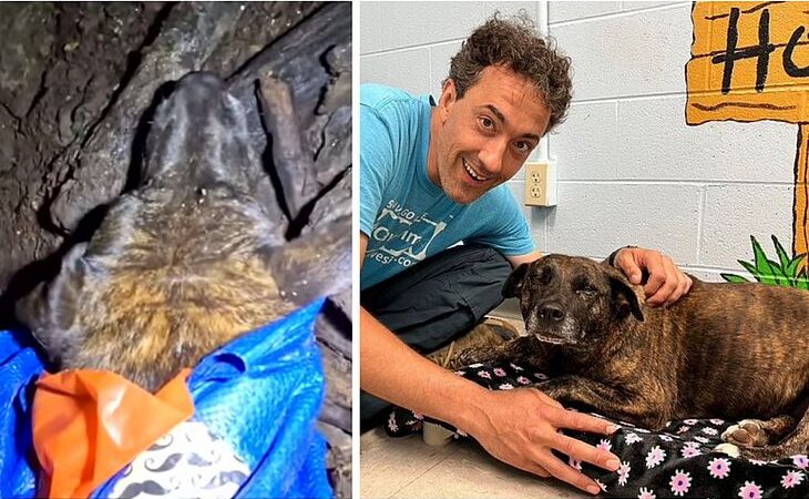 Cadela é resgata em caverna por grupo de exploradores