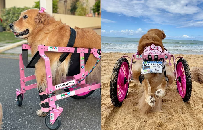 Reação de golden paraplégica ao perceber que entraria em mar emociona