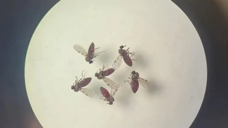 Febre do Oropouche: entenda o que é a doença que preocupa o Brasil