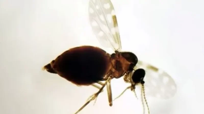 Após mortes confirmadas no Brasil, surto do oropouche atinge a Europa