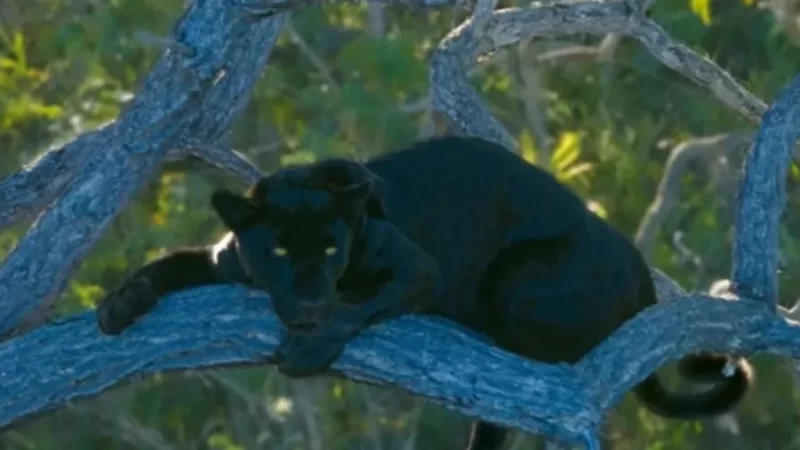 Fêmea de onça-pintada preta é vista pela 1ª vez no Cerrado