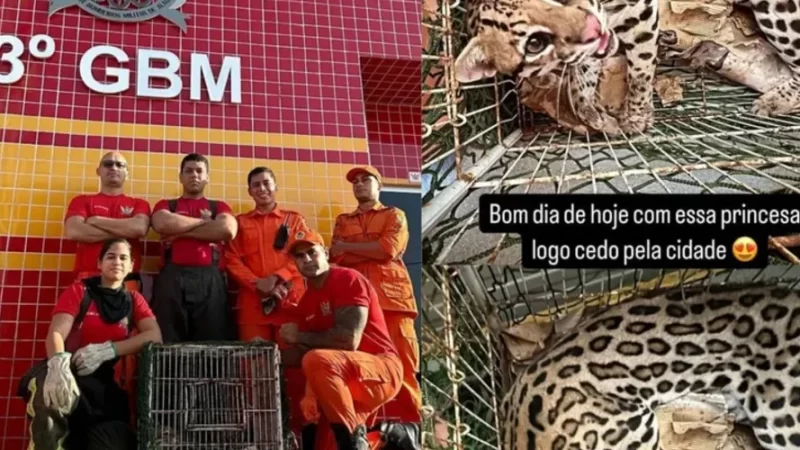 Gato do mato é resgatado pelos bombeiros em praça de União dos Palmares