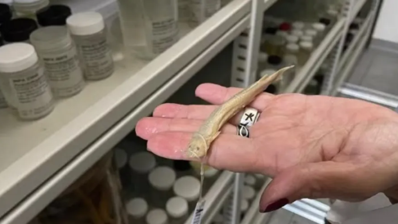 Peixe retirado de pênis de homem vira item de acervo para pesquisa