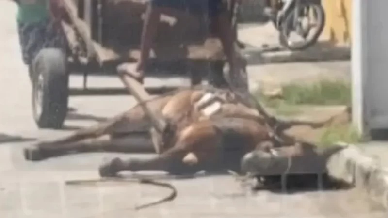 Polícia Civil conclui que cavalo filmado caído ao chão não sofreu maus-tratos